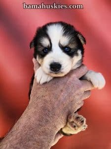 husky puppy for sale