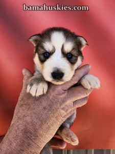 husky puppy for sale