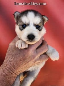 husky puppy for sale