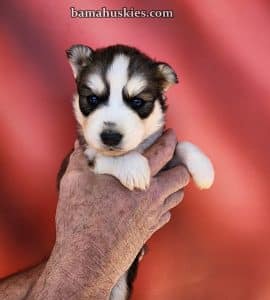 husky puppy for sale
