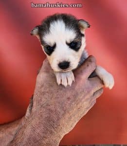 husky puppy for sale