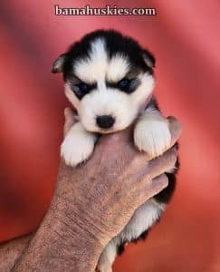 husky puppy for sale