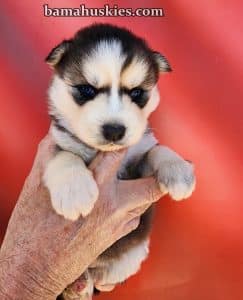 husky puppy for sale