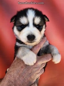 husky puppy for sale