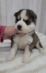 sable and white husky puppy