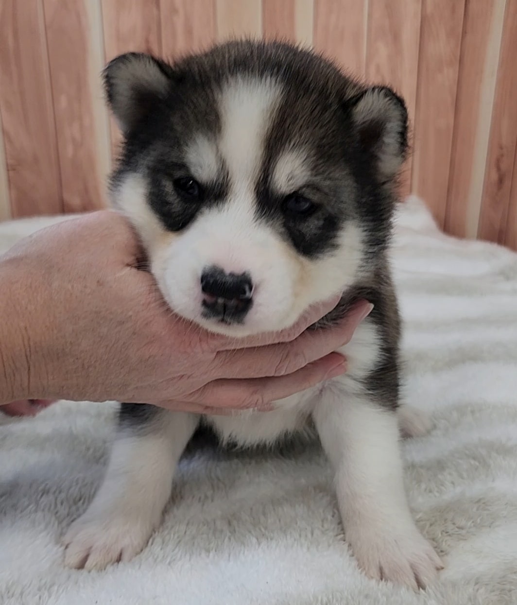 Sable husky puppy for sale