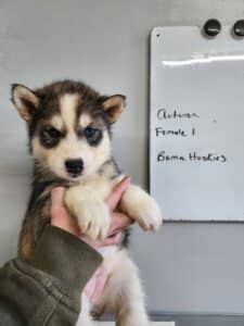 husky puppy for sale