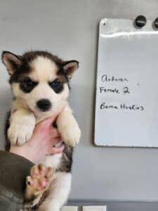 husky puppy for sale