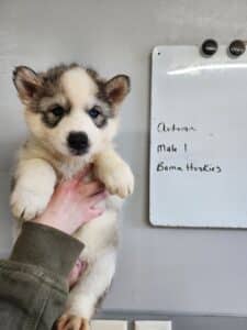 husky puppy for sale