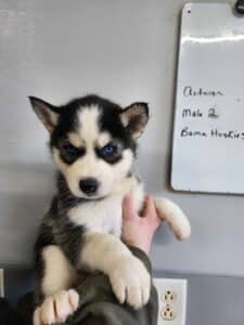 husky puppy for sale