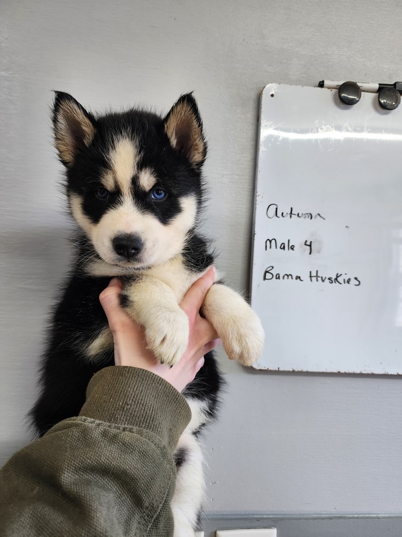 husky puppy for sale