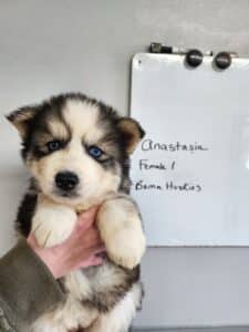 husky puppies for sale