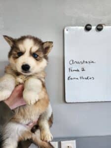 husky puppies for sale