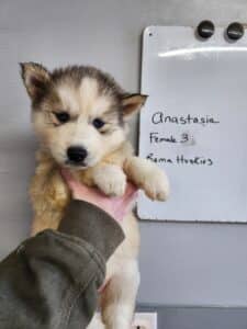 husky puppies for sale
