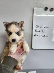 husky puppies for sale