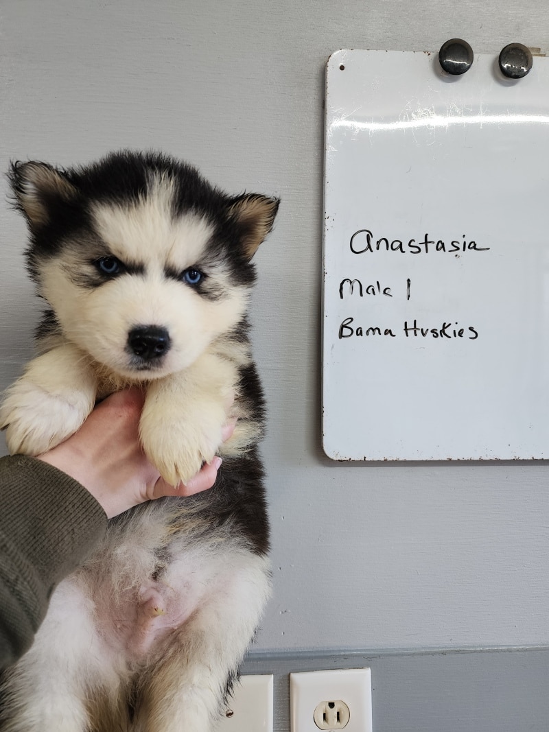 husky puppies for sale