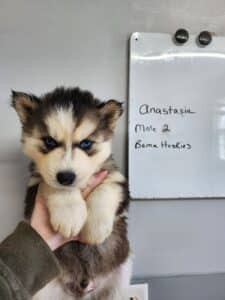 husky puppies for sale