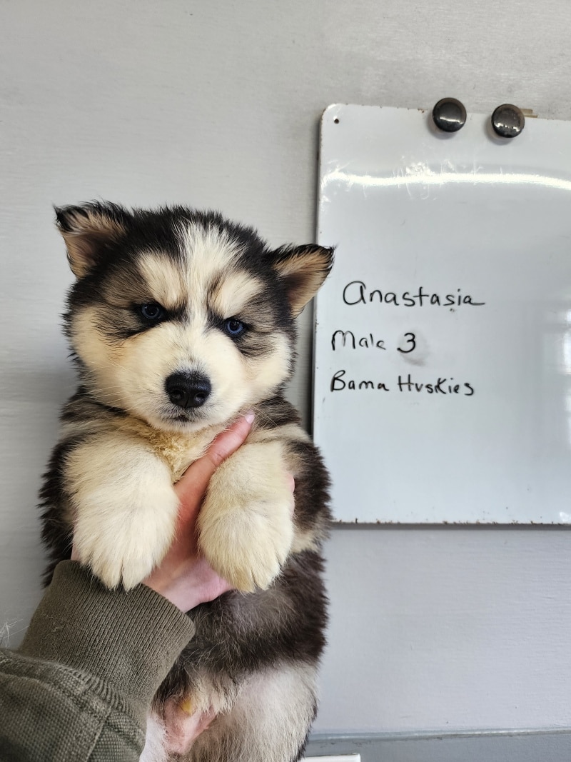 Anastasia husky puppies 6 weeks old - Bama Huskies