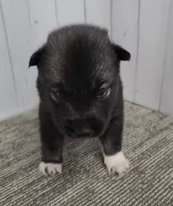 a dark agouti husky puppy for sale