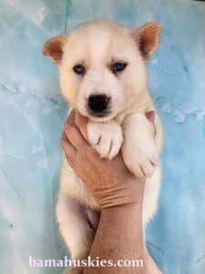 white husky puppy