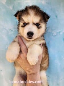 sable husky puppy