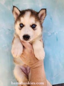 sable husky puppy