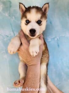 sable husky puppy