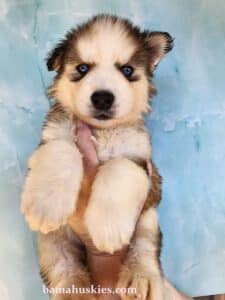 sable husky puppy