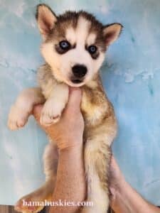 sable husky puppy