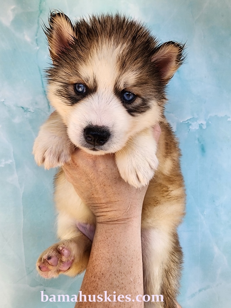sable husky puppy
