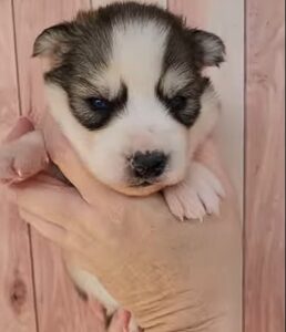 Ice husky puppies for sale