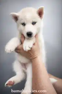 white husky puppy