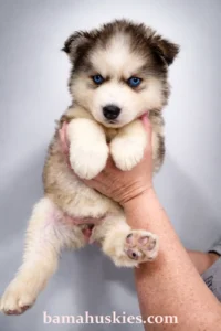 sable husky puppy