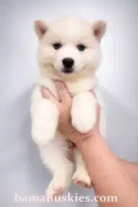 white husky puppy