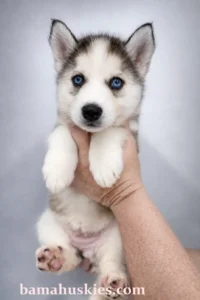 sable husky puppy