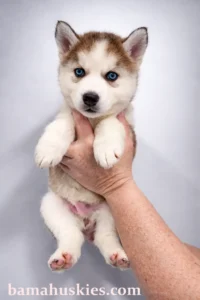 sable husky puppy