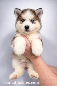 sable husky puppy