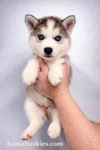 sable husky puppy
