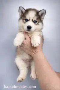 sable husky puppy
