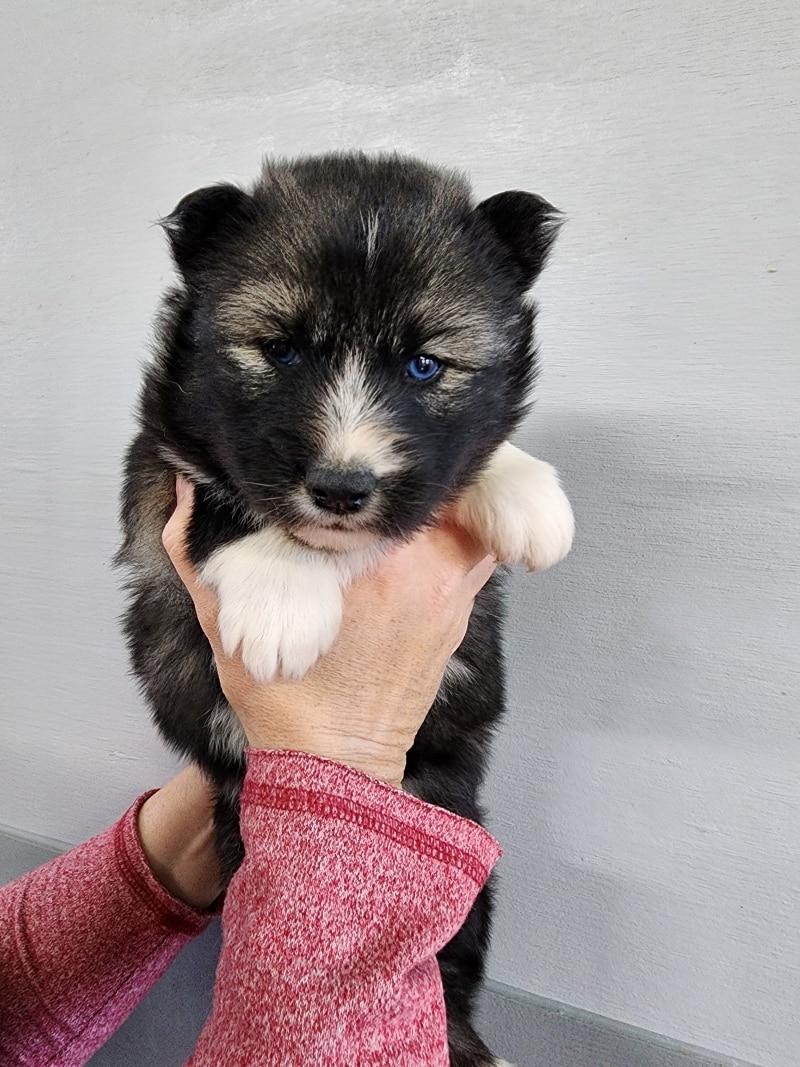 agouti husky puppy