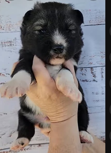 agouti husky puppy for sale