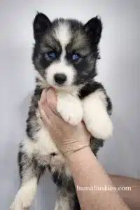Agouti husky puppy
