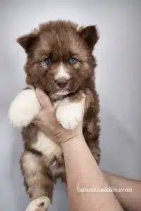 copper husky puppy