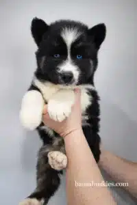 black and white husky puppy