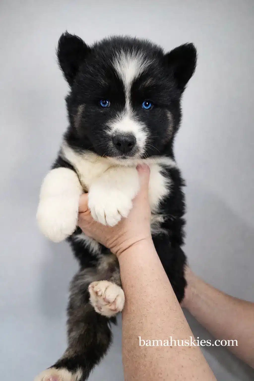 black and white husky puppy