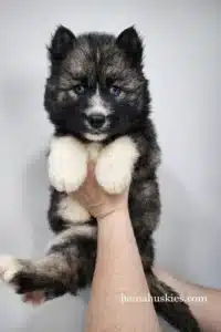 Agouti husky puppy