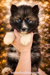 agouti husky puppy