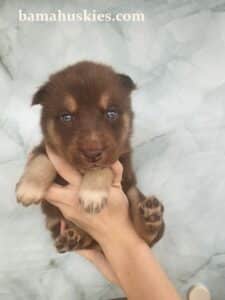 copper husky puppy for sale