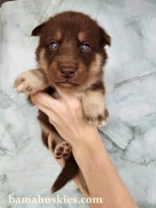 copper husky puppy for sale