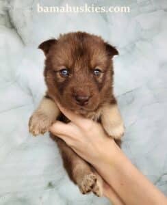 copper husky puppy for sale